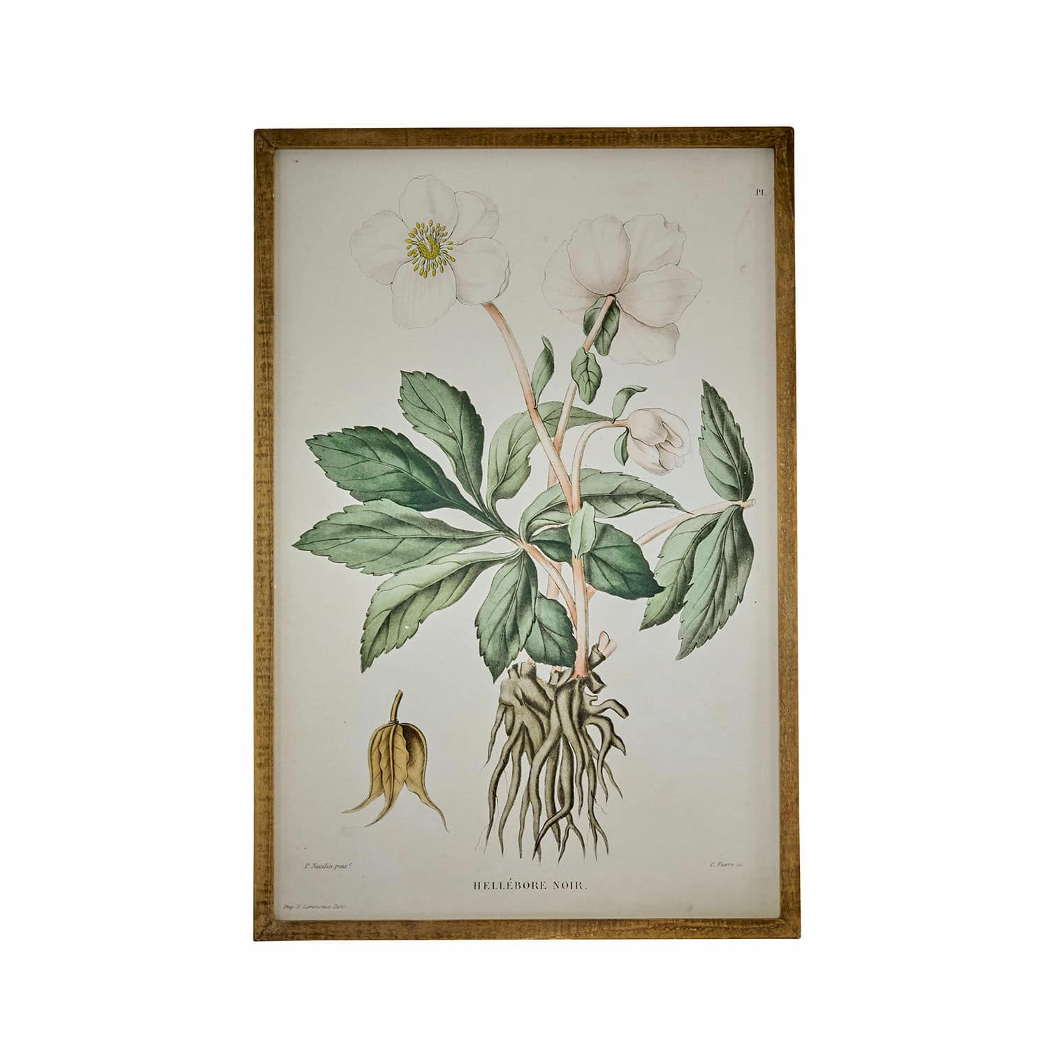 Bild Hellebore