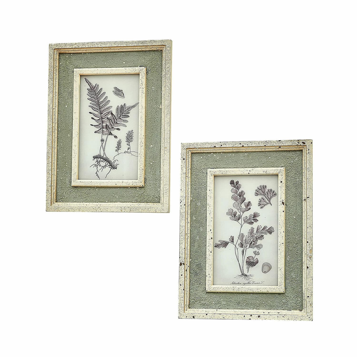 Bild 2er Set Cerilav Set aus zwei grünen, strukturierten Rahmen mit botanischen Farn-Illustrationen im Vintage-Stil