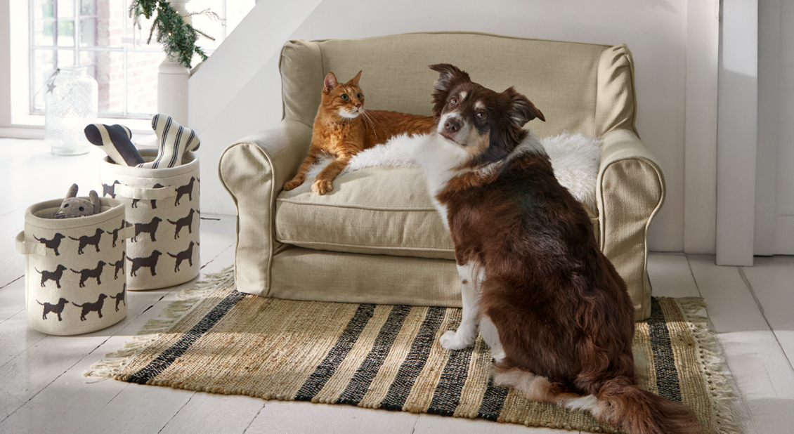 Tierisches Sofaglück