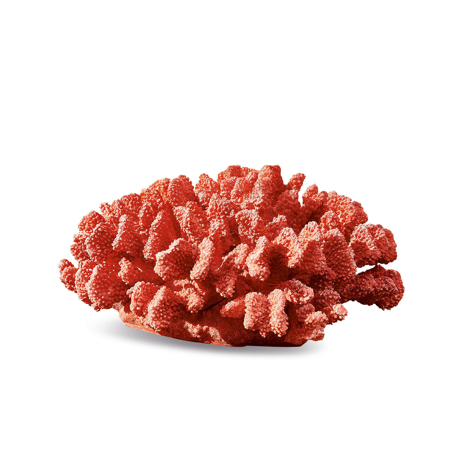 Deko-Koralle Makrena