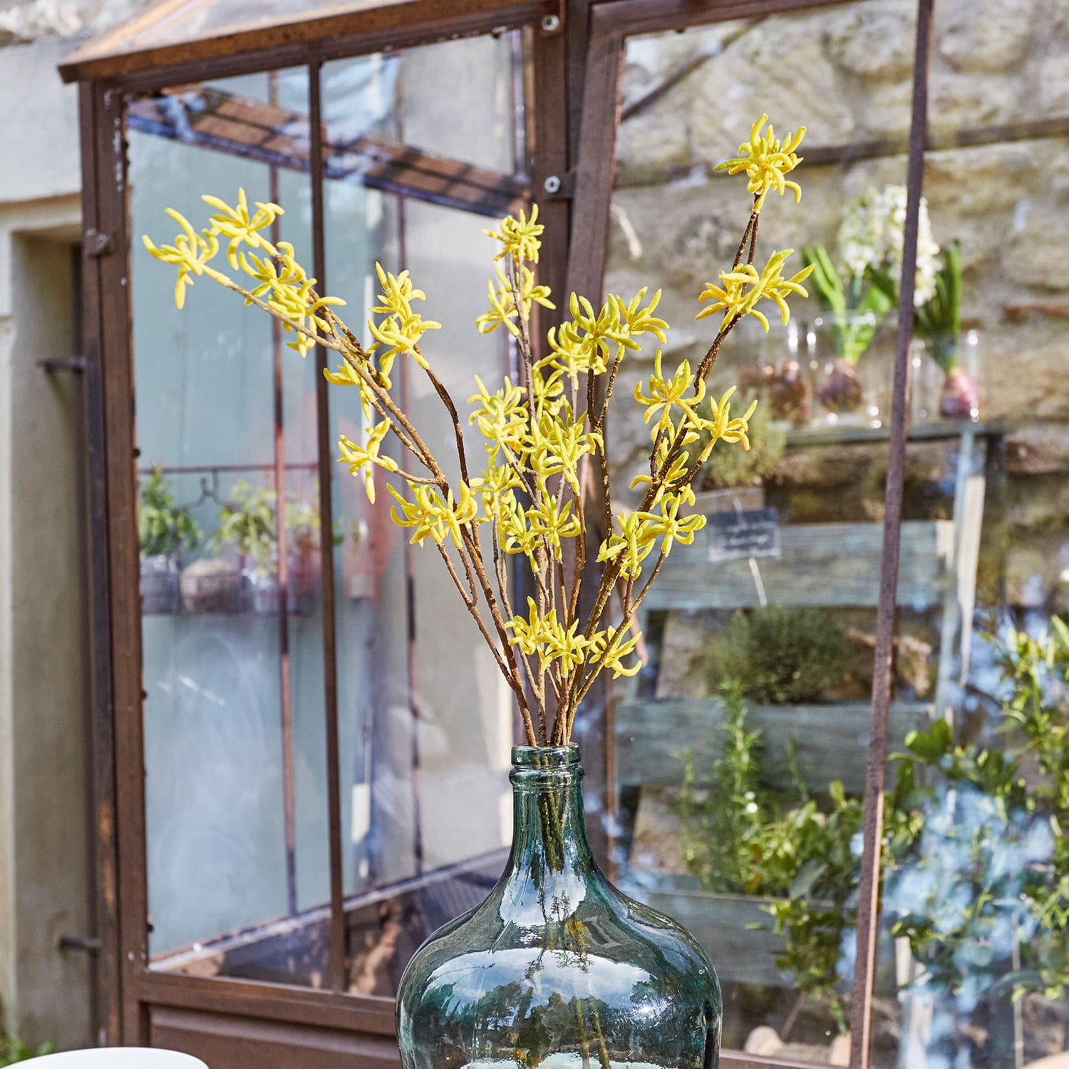 Gelbe Zweige in grosser grüner Glasflasche vor Garten und Gewächshaus