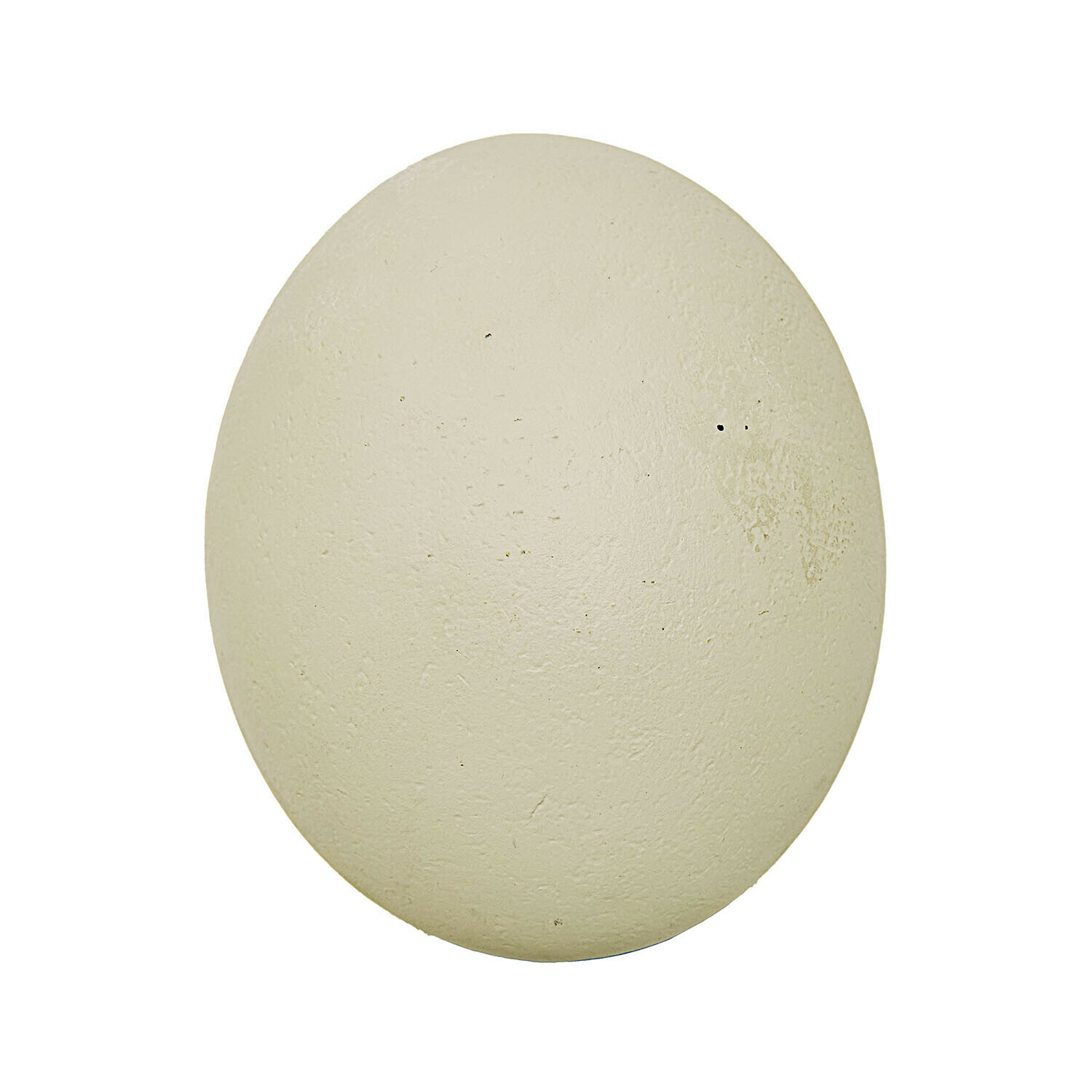 Straußenei in natürlichem Cremeton mit strukturierter Oberfläche, dekoratives Sammlerstück