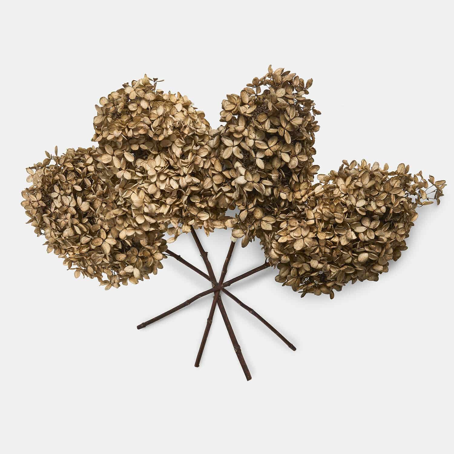 Trockenblume 4er Set Brissonne