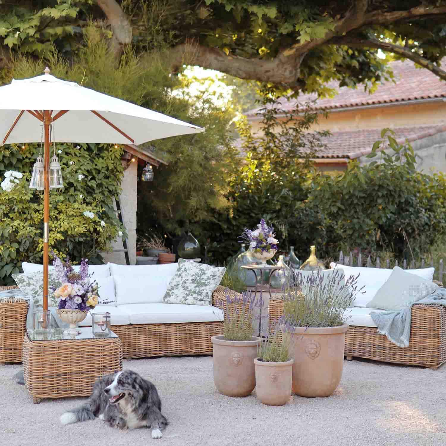 Rattan-Gartenmöbel mit weissen Kissen und Lavendeltöpfen auf Terrasse mit liegendem Hund