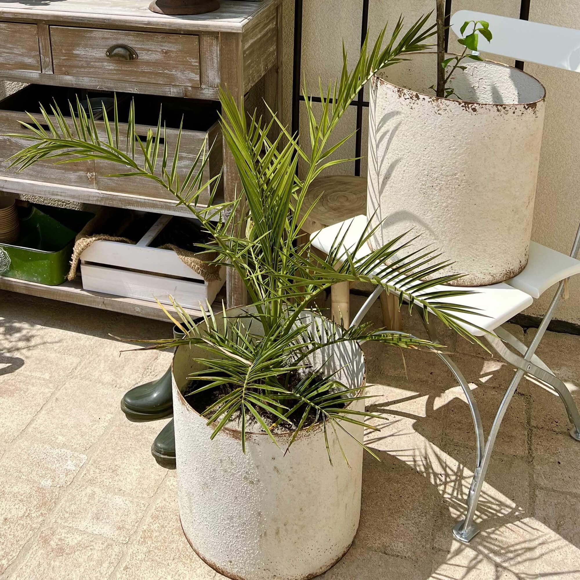Weisser Metalltopf mit grüner Pflanze auf Terrasse mit Gartenmöbeln