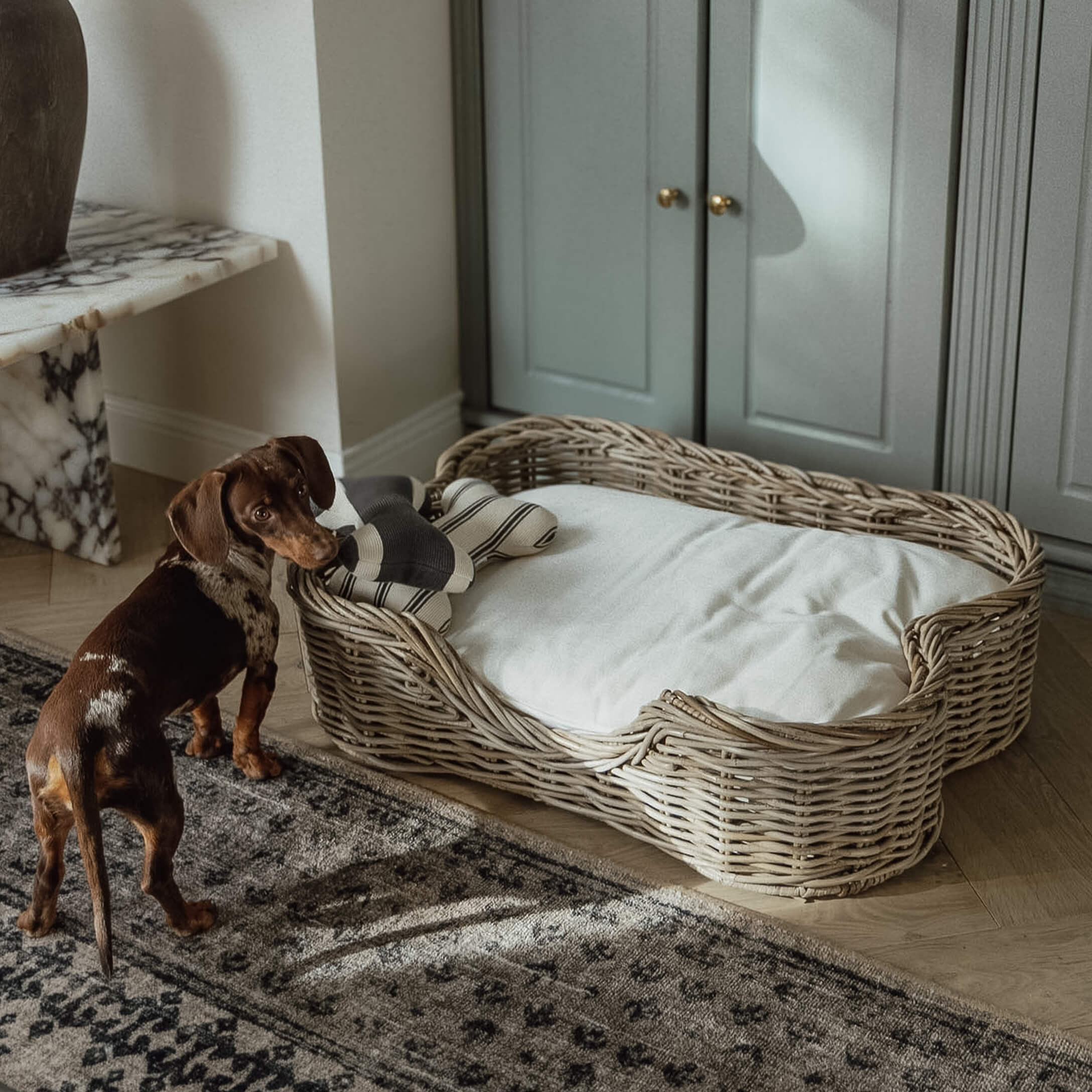 Brauner Dackel neben einem Weidenkorb mit weissem Kissen und Spielzeug in einem Wohnzimmer