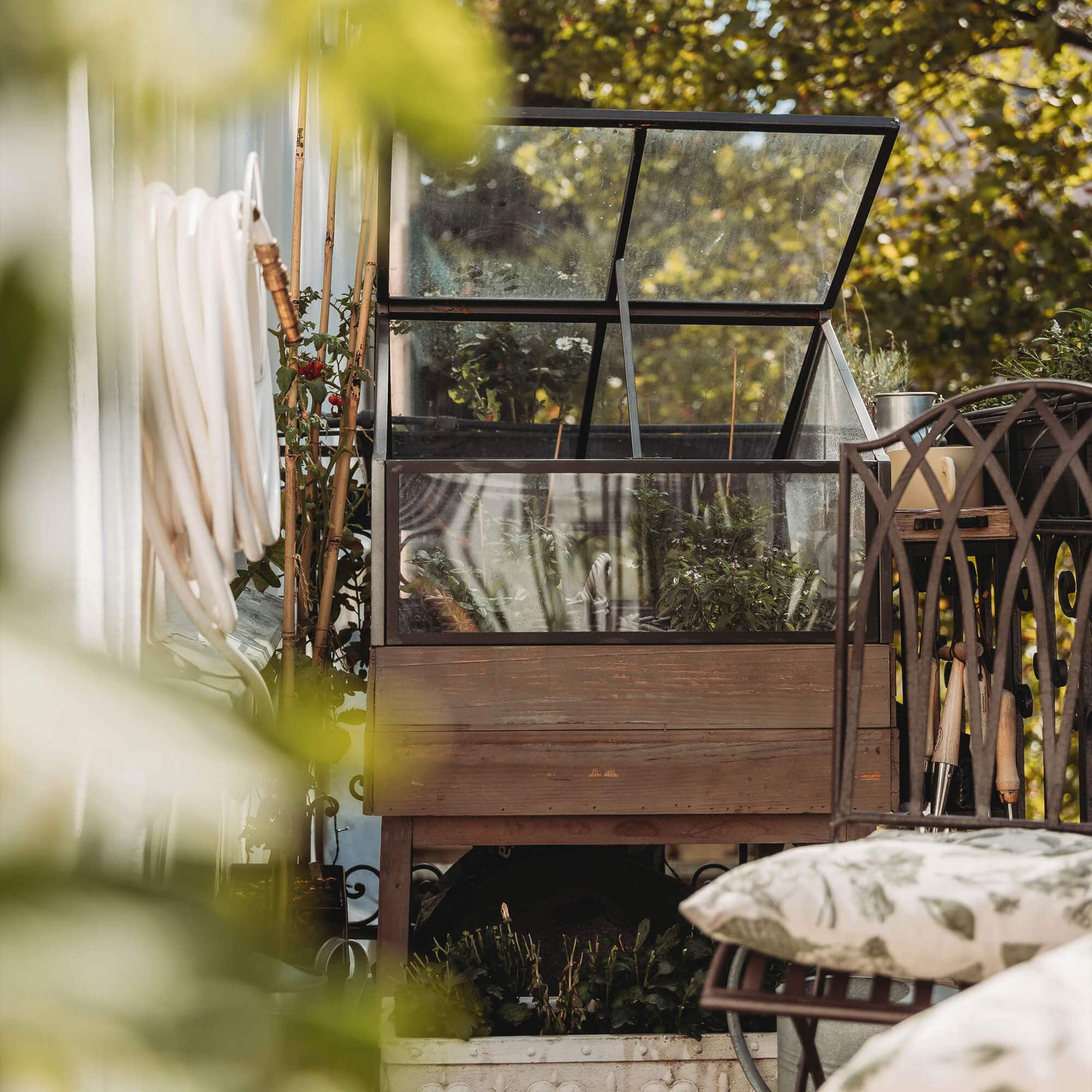 Kleines hölzernes Gartengewächshaus mit Pflanzen und Gartengeräten auf der Terrasse im Sonnenlicht