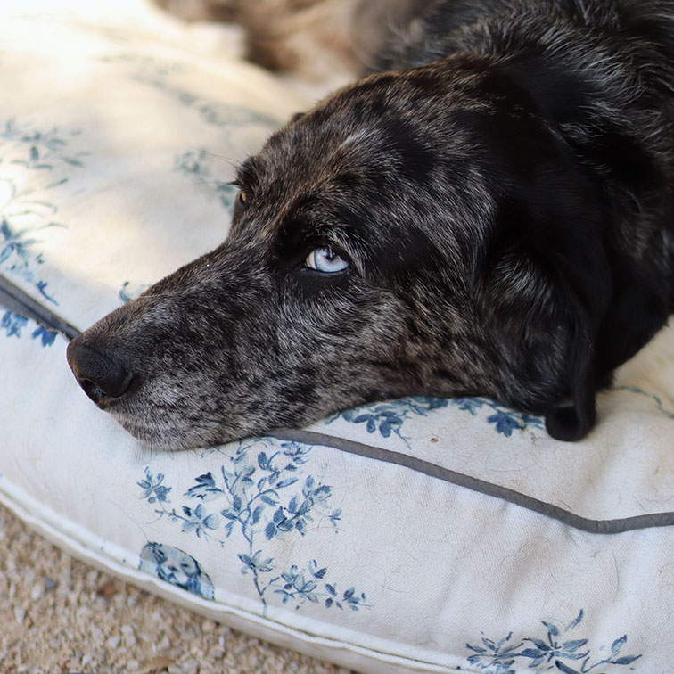 Hund mit marmoriertem Fell und blauen Augen liegt auf weissem Kissen mit blauem Blumenmuster