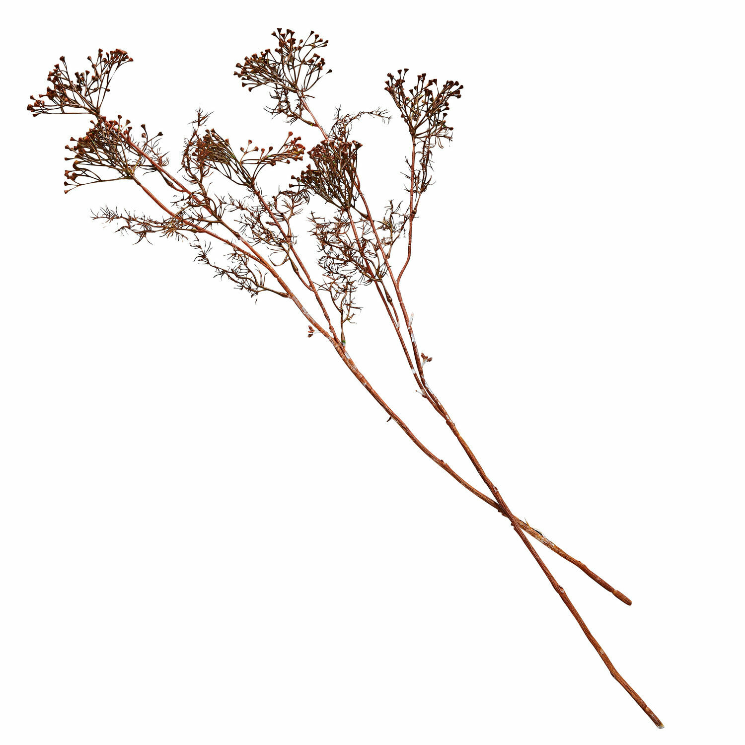 Deko-Blume 4er Set Jennings Getrocknete braune Dekozweige für Wohnraumgestaltung und Dekoration