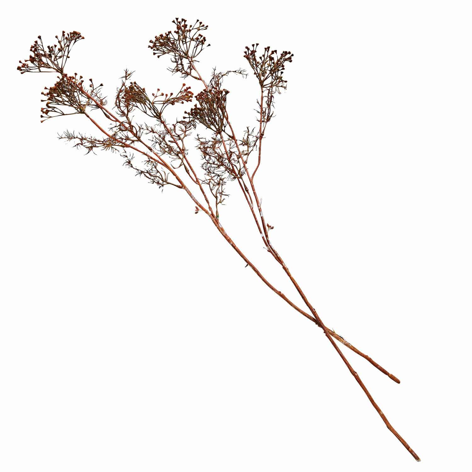 Deko-Blume 4er Set Jennings Getrocknete braune Dekozweige für Wohnraumgestaltung und Dekoration