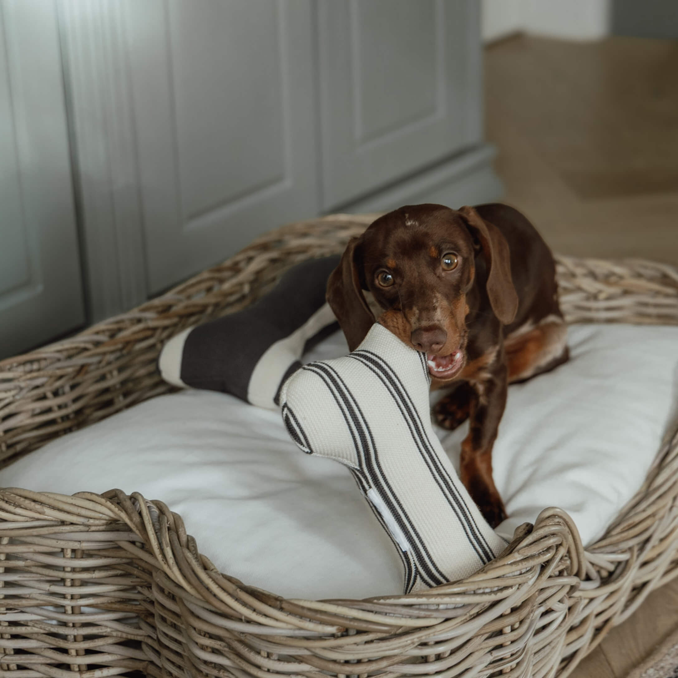 Brauner Dackel spielt mit gestreiftem Stoffknochen im weißen Kissen eines Korbbetts