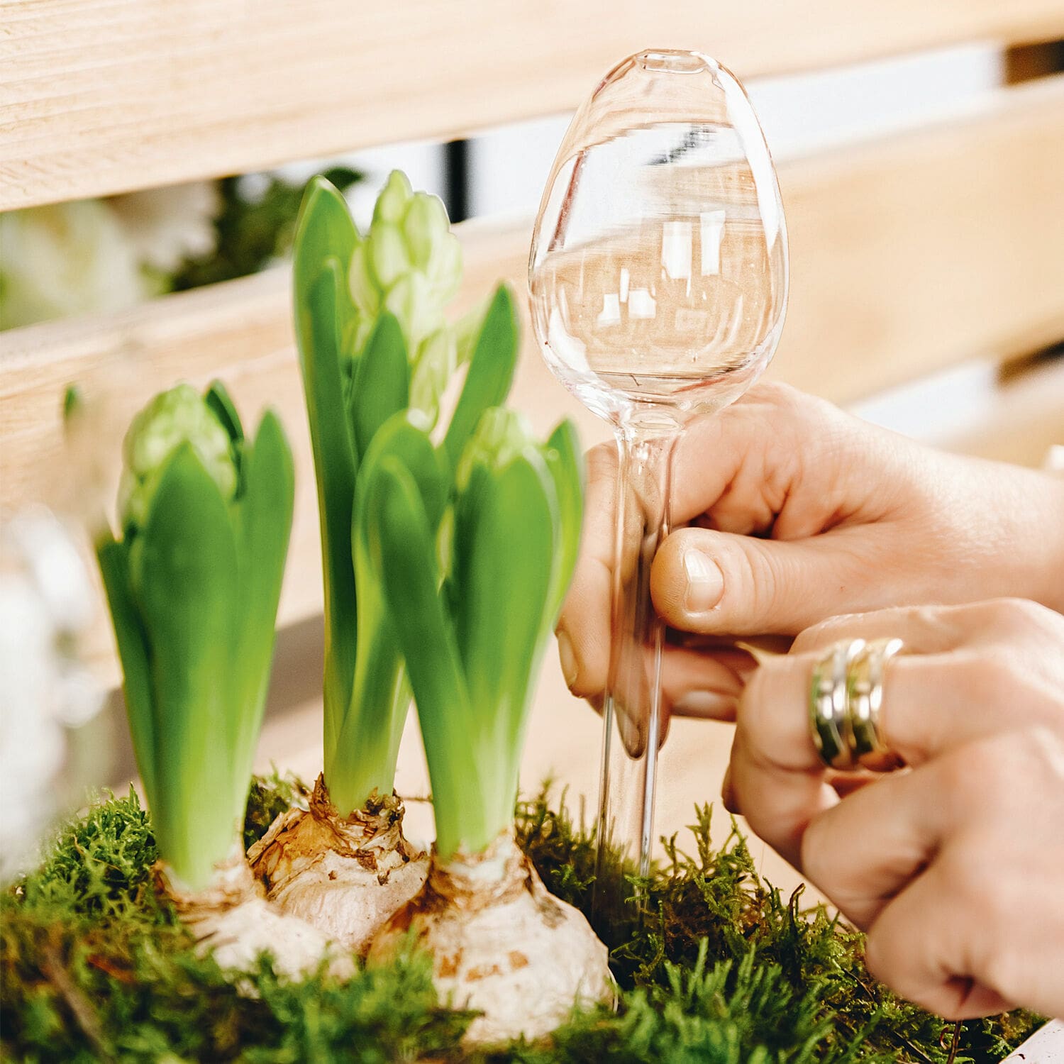 Stylebox Frühlingserwachen