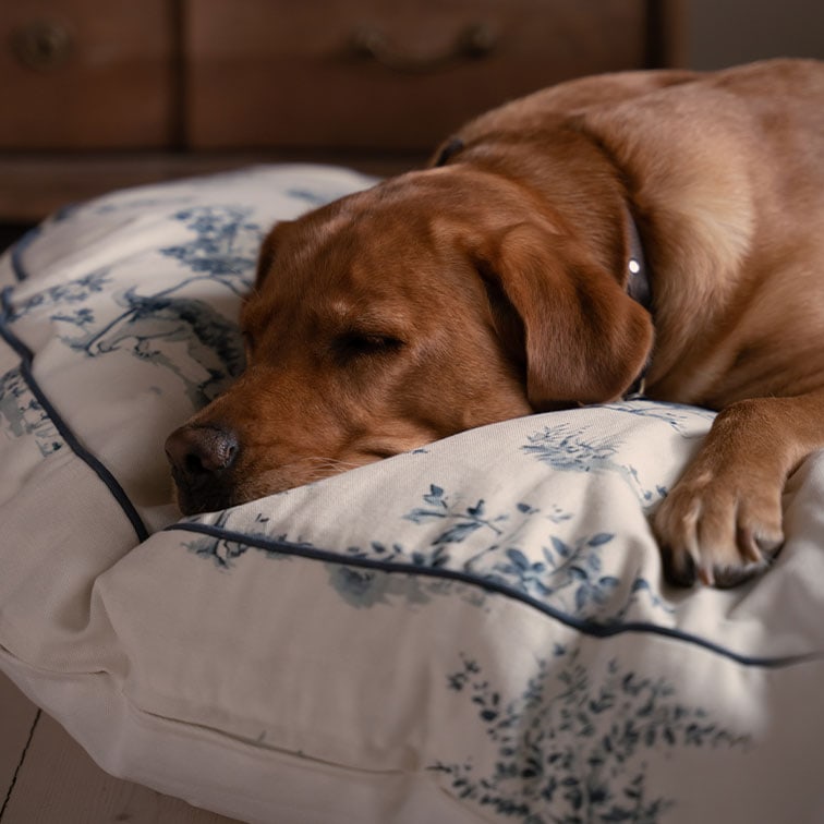 Brauner Hund schläft auf cremefarbenem Kissen mit blauem Blumenmuster, weicher Stoff