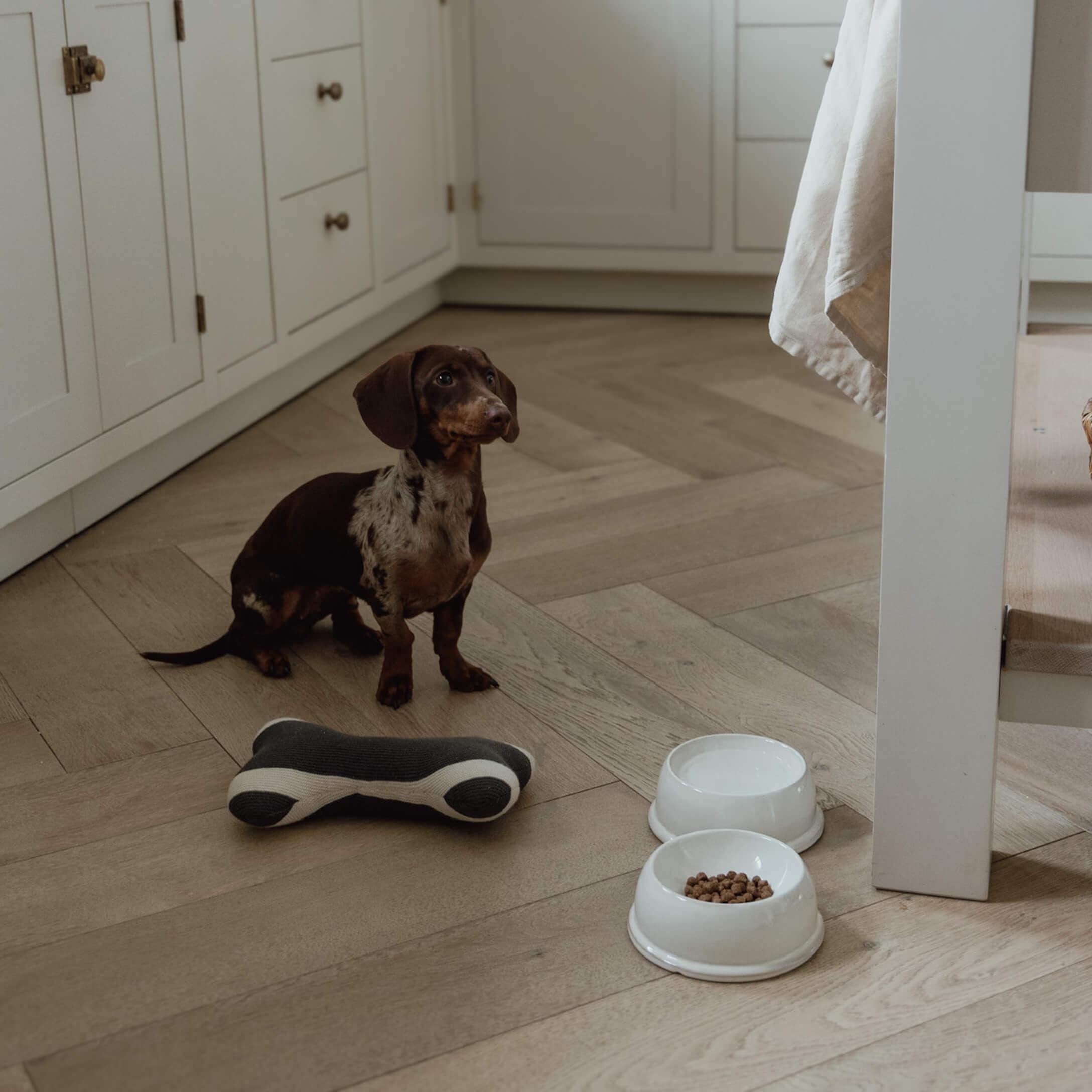 Kleiner braun-weißer Dackel sitzt auf Holzboden neben Futternäpfen und Hundespielzeug