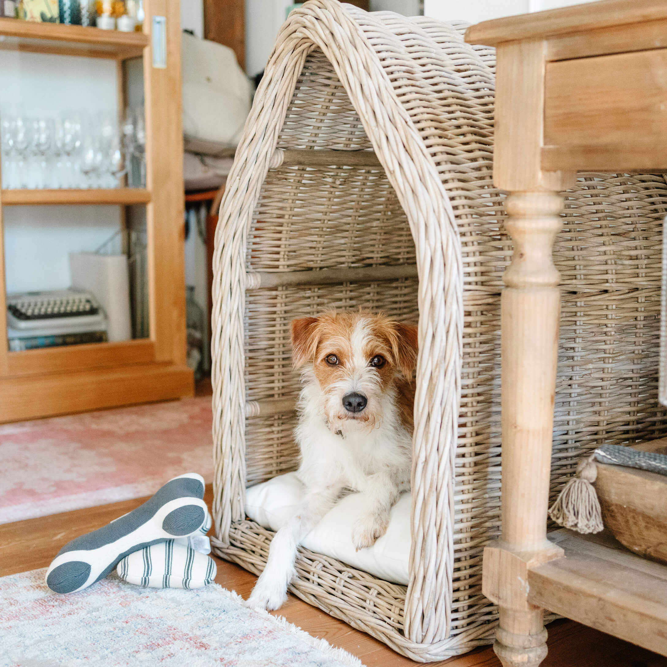 Kleiner Hund liegt auf weissem Kissen in beigem Rattankorb in gemütlichem Zimmer