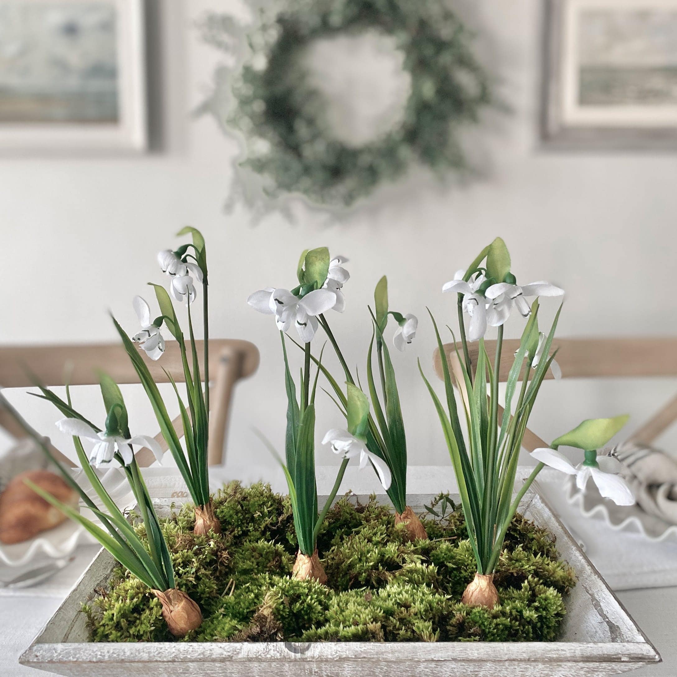 Weisse Schneeglöckchen mit grünen Blättern auf Moos in dekorativem Holzbehälter
