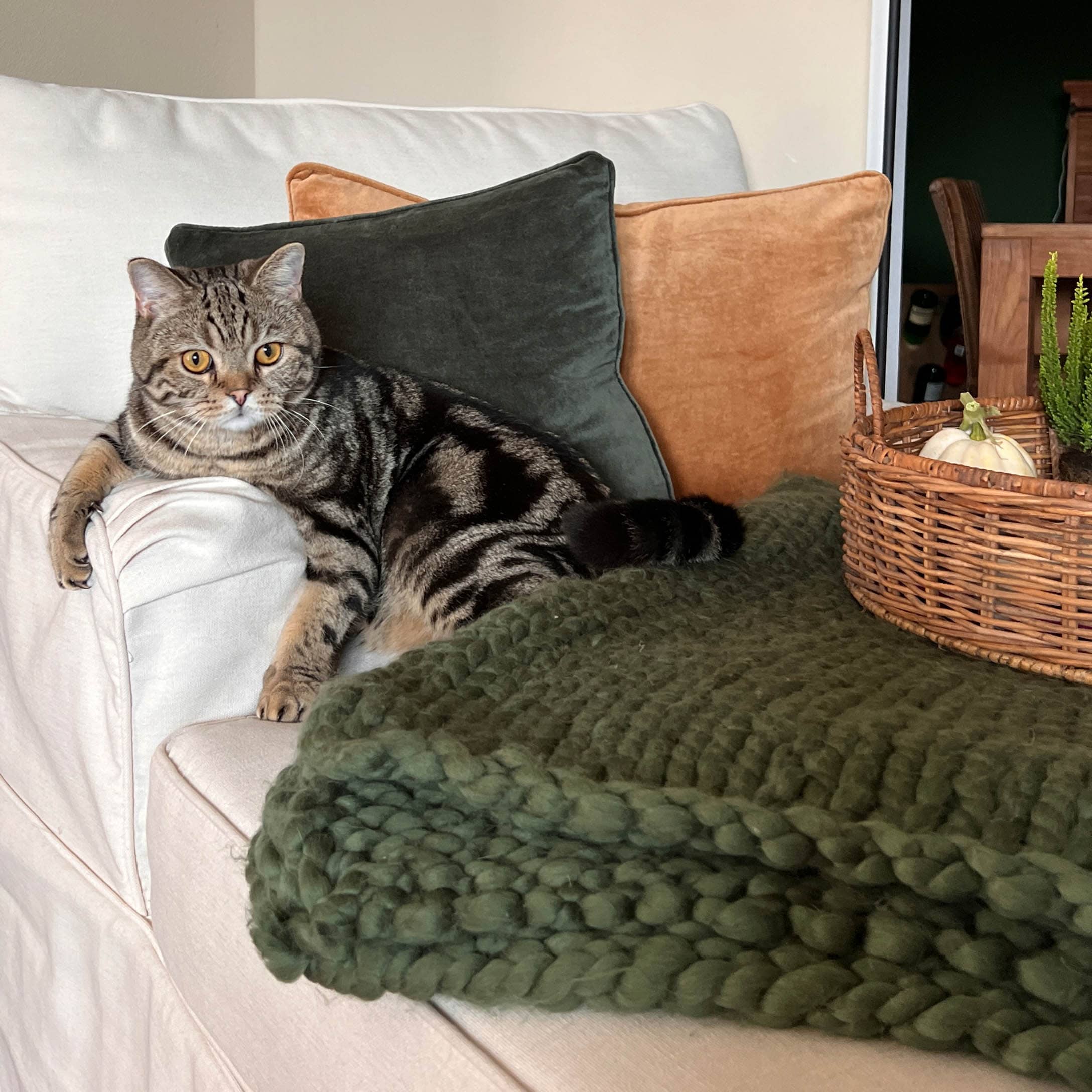 Graue Katze auf weissem Sofa mit grünen und orangefarbenen Samtkissen sowie dickem grünem Strickplaid