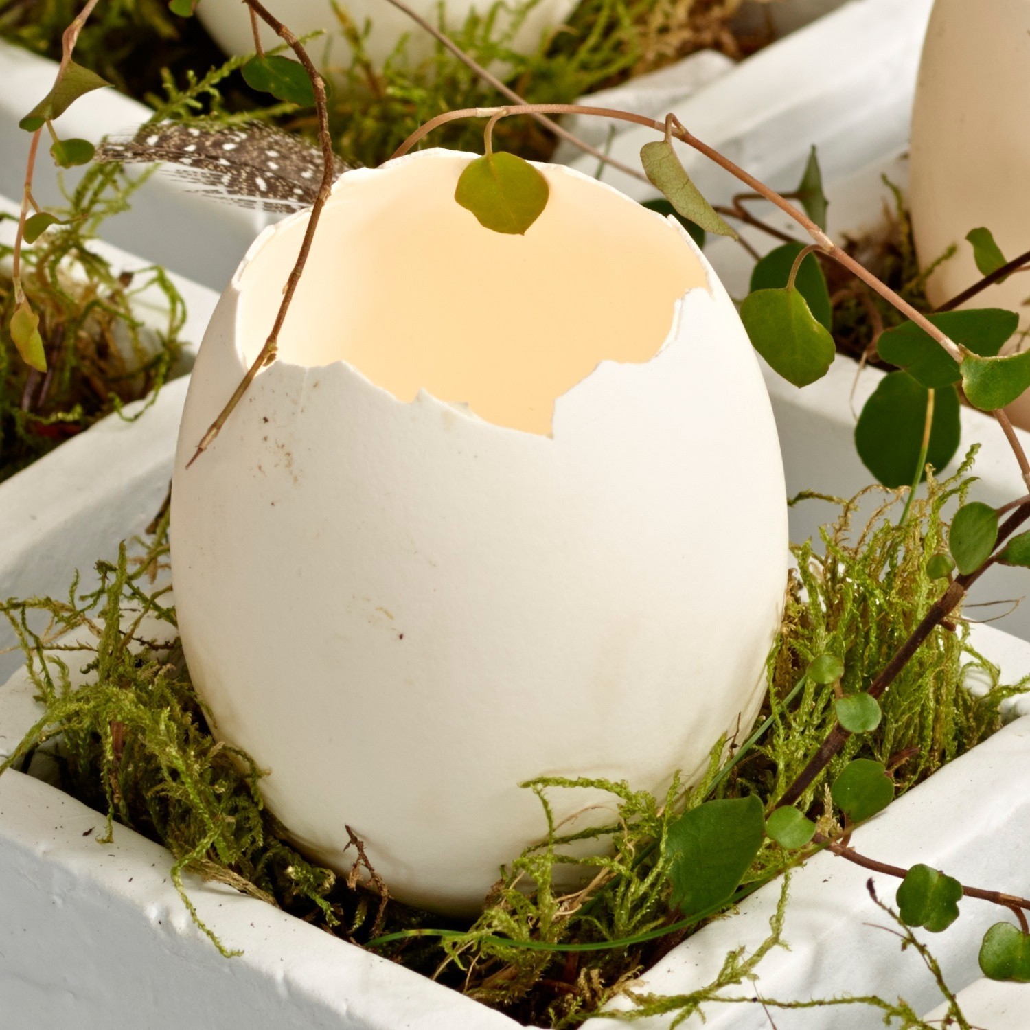 Eierschalen Abandoned Egg
