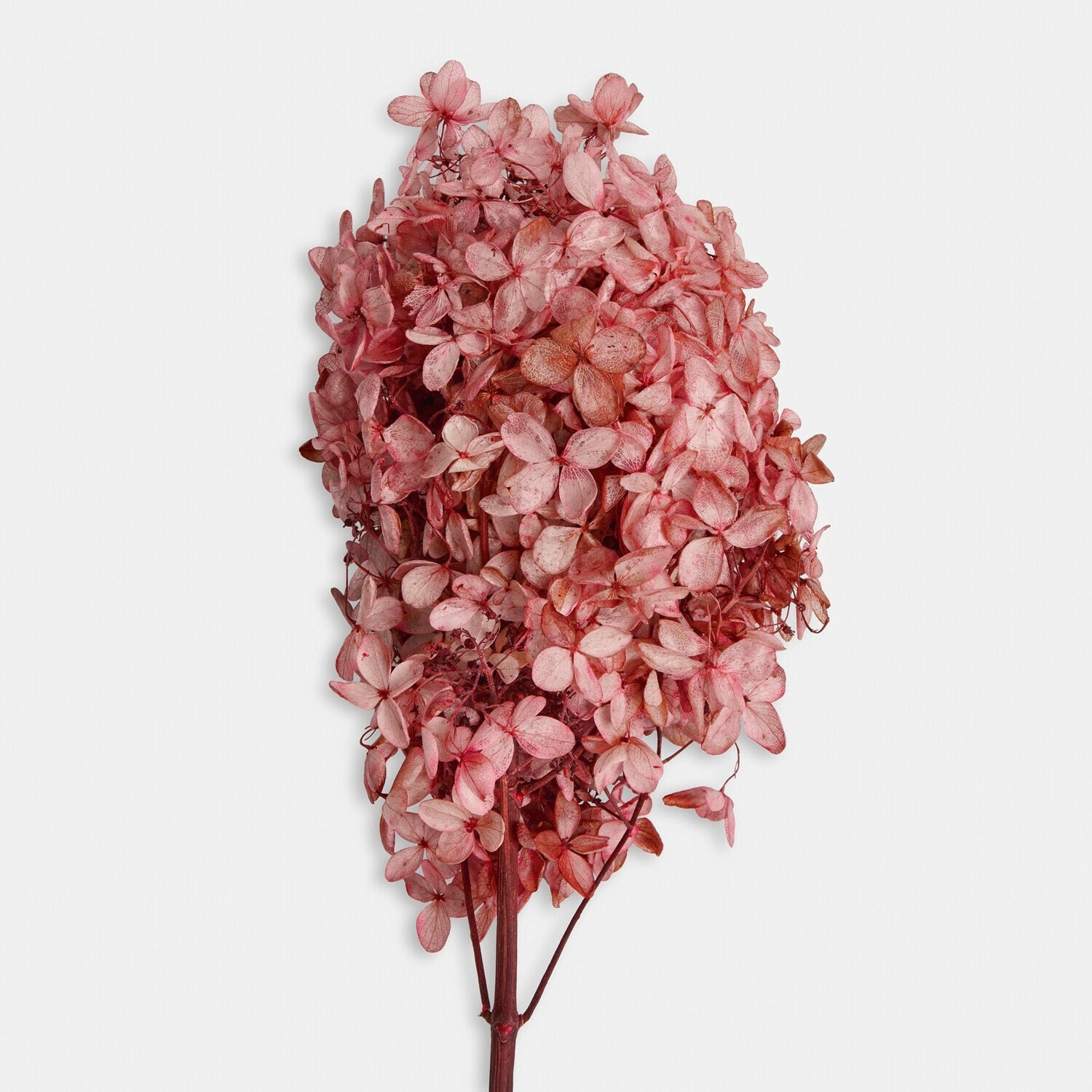 Trockenblume 3er Set Amélorie