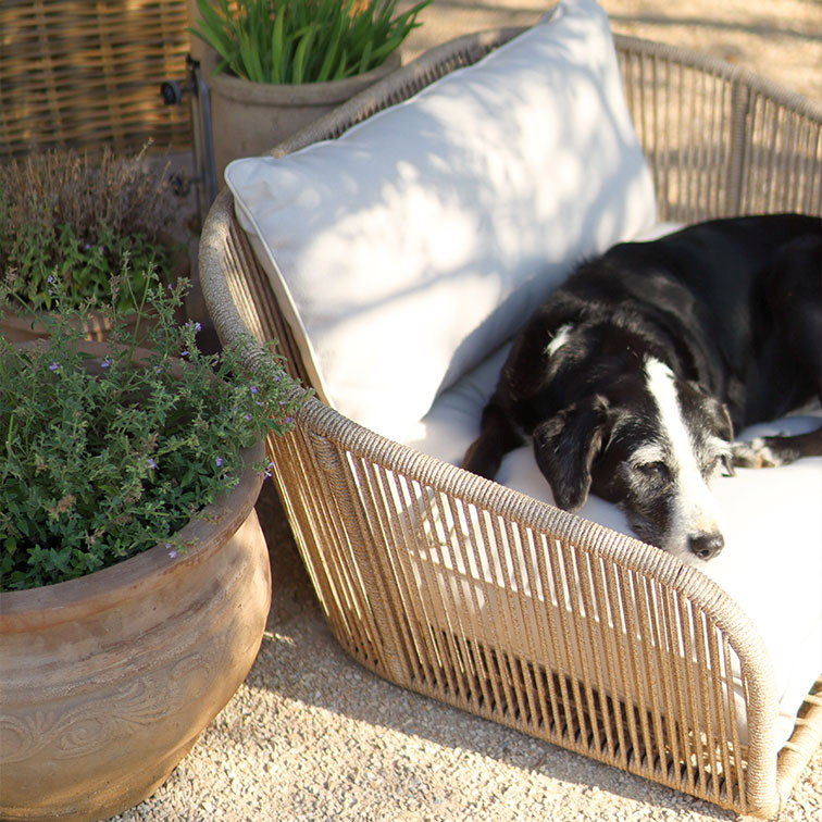 Schwarz-weisser Hund ruht auf beigem Korbsessel mit hellem Kissen im sonnigen Garten mit Blumentöpfen