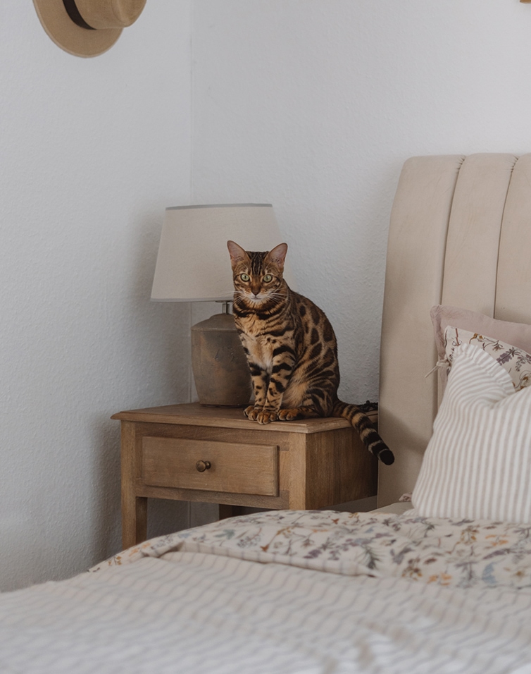 Braune Bengal-Katze sitzt auf einem Nachttisch aus Holz neben einer Lampe im hellen Schlafzimmer.