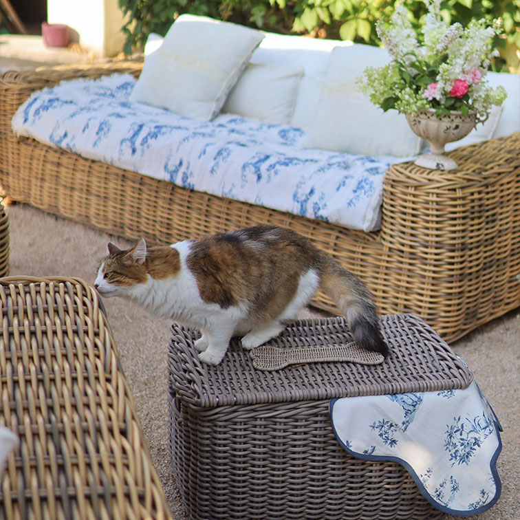 Braun-weisse Katze auf grauem Rattankorb vor Sofa mit Kissen und Blumen im Garten
