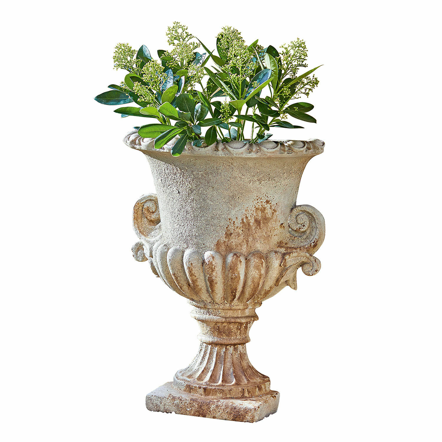 Amphore Cevio Dekorativer Steintopf in Beige mit grünen Blättern, ideal für Garten oder Terrasse.