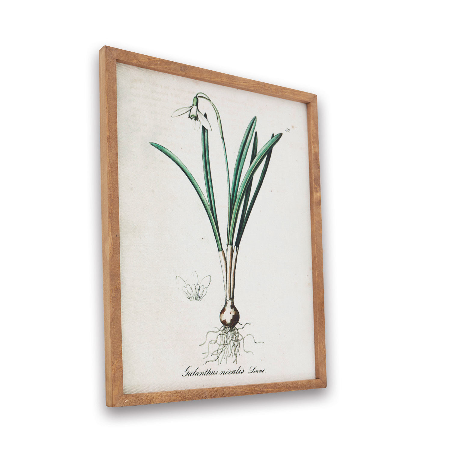 Bild Willmare Botanischer Druck der Schneeglöckchenblume mit hellem Holzrahmen, Wanddekoration