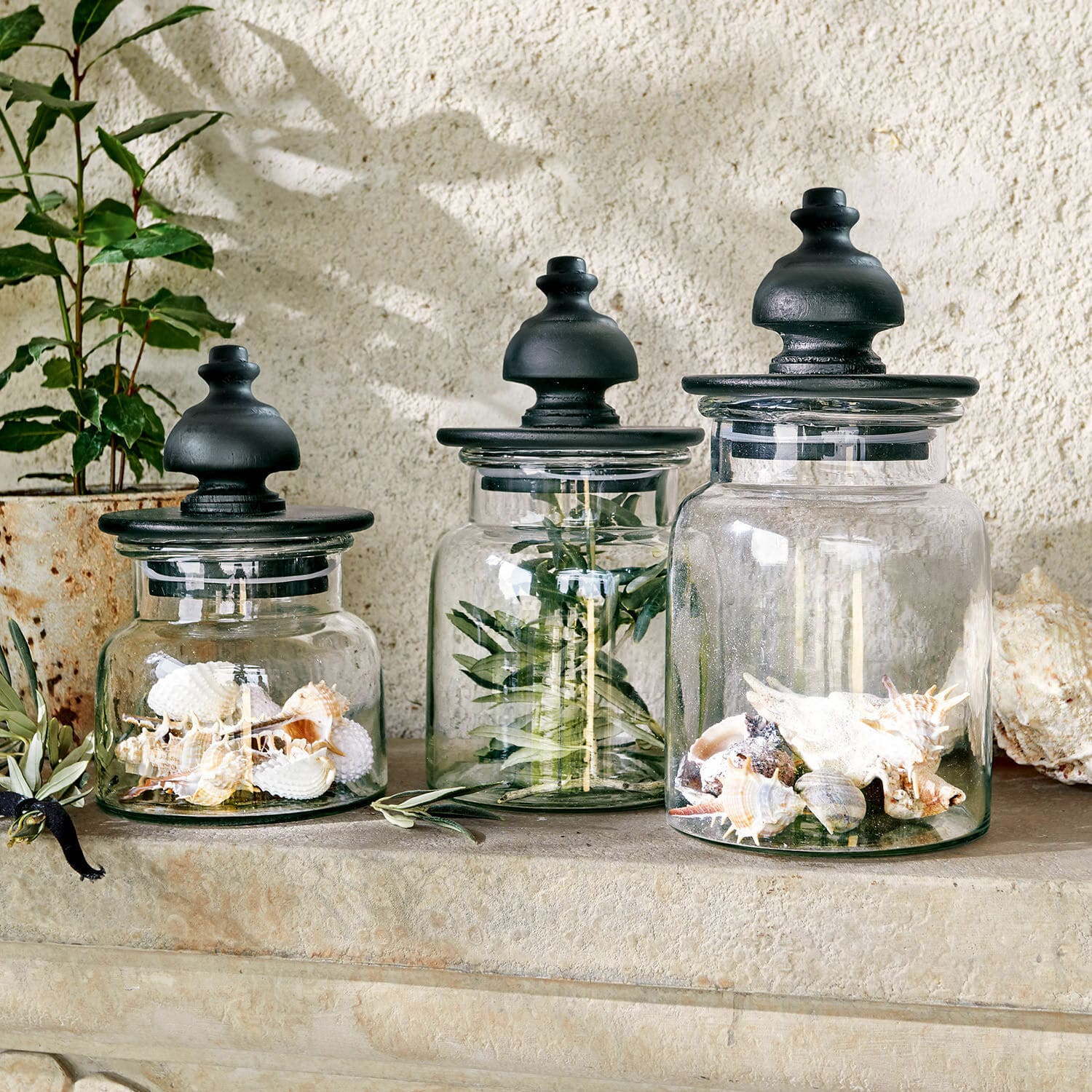 Dose 3er Set Hakeen Drei Glasbehälter mit schwarzen Deckeln, gefüllt mit Muscheln und grünen Zweigen als Dekoration.