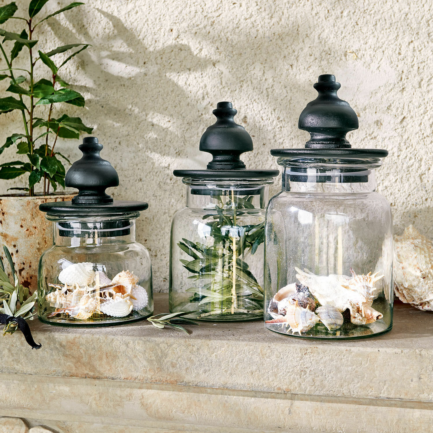Dose 3er Set Hakeen Drei Glasbehälter mit schwarzen Deckeln, gefüllt mit Muscheln und grünen Zweigen als Dekoration.