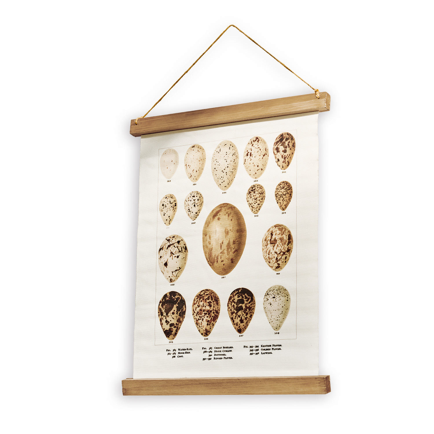 Bild Taibor Vintage-Wandbild auf Leinwand mit verschiedenen Vogeleiern, aufgehängt an Holzleisten als Dekoration