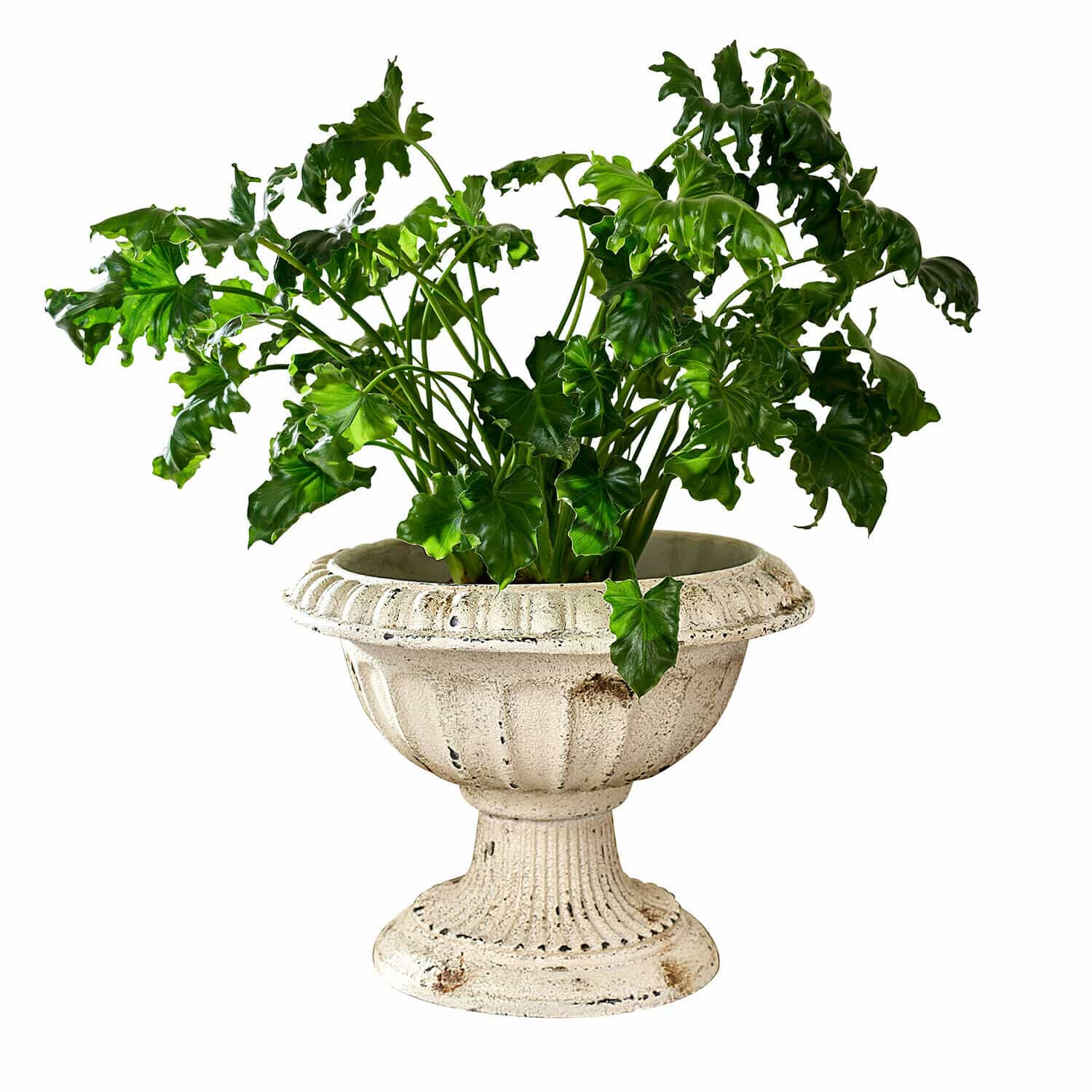 Amphore Islene Grüne Pflanze in cremefarbenem, antik wirkendem Betontopf mit klassischem Design für Innenräume