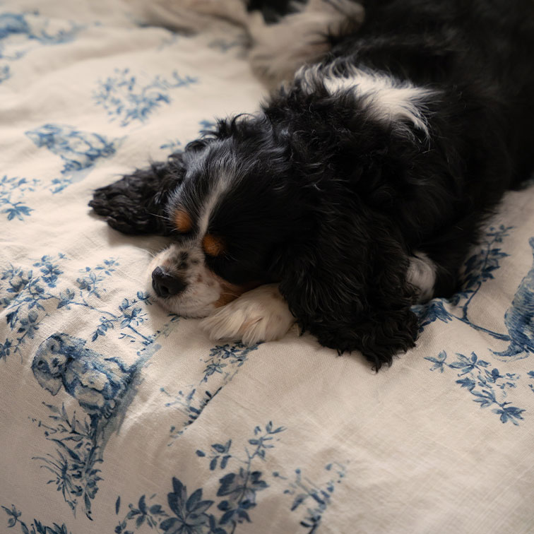 Schlafender schwarz-weißer Hund auf weissem Stoff mit blauem Blumenmuster