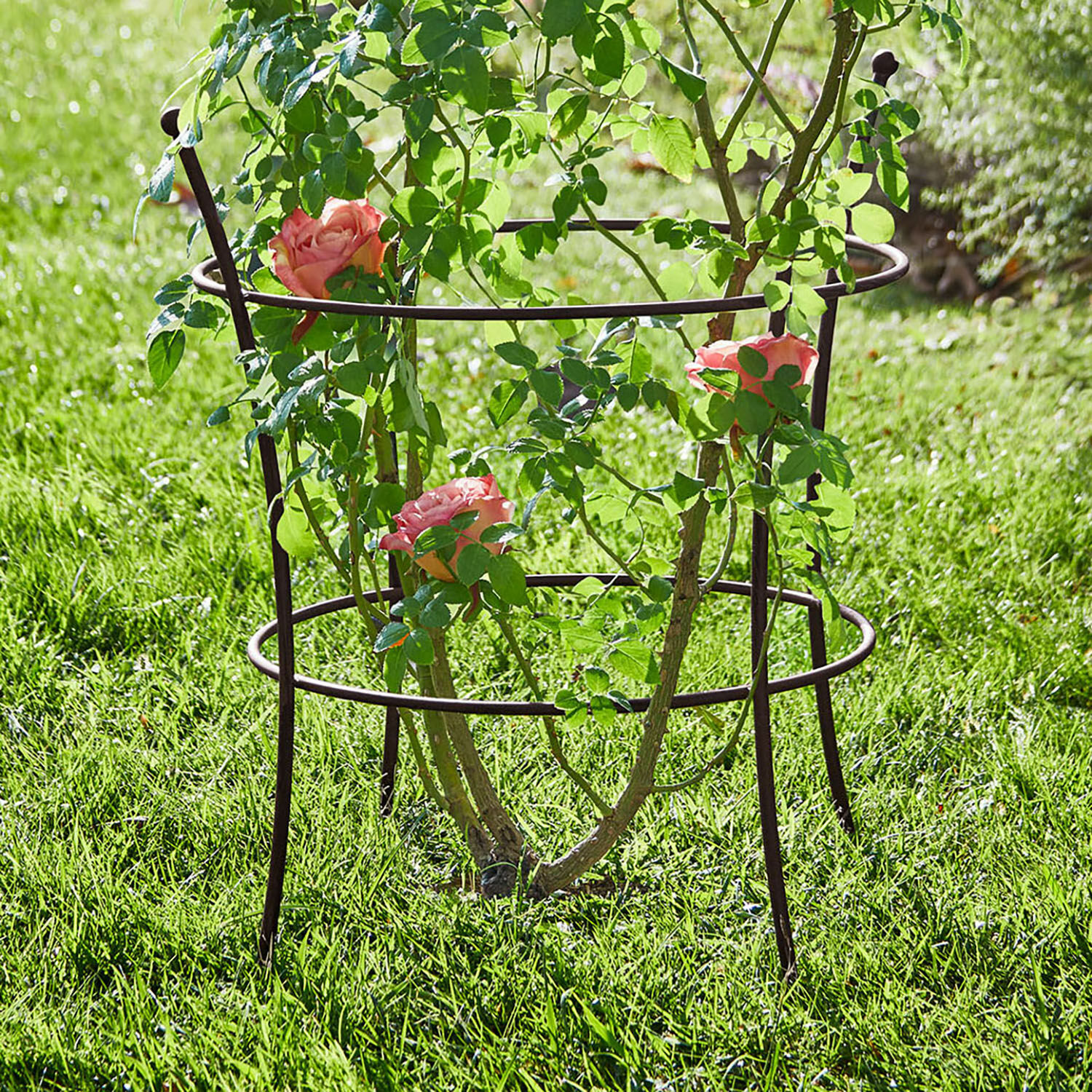 Rankgitter Hearne Brauner Metallpflanzenständer im Garten, stützt kletternde Rosen auf grünem Gras.