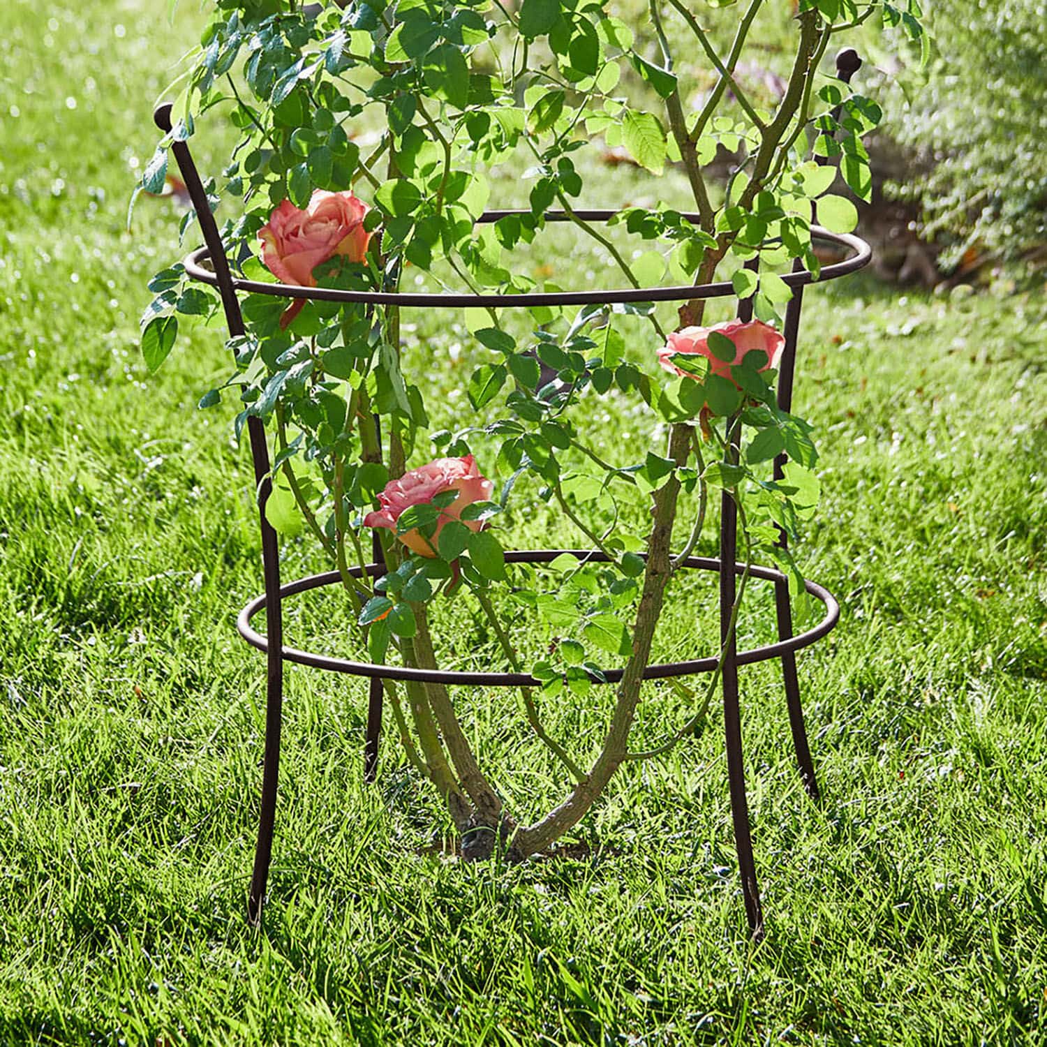 Rankgitter Hearne Brauner Metallpflanzenständer im Garten, stützt kletternde Rosen auf grünem Gras.