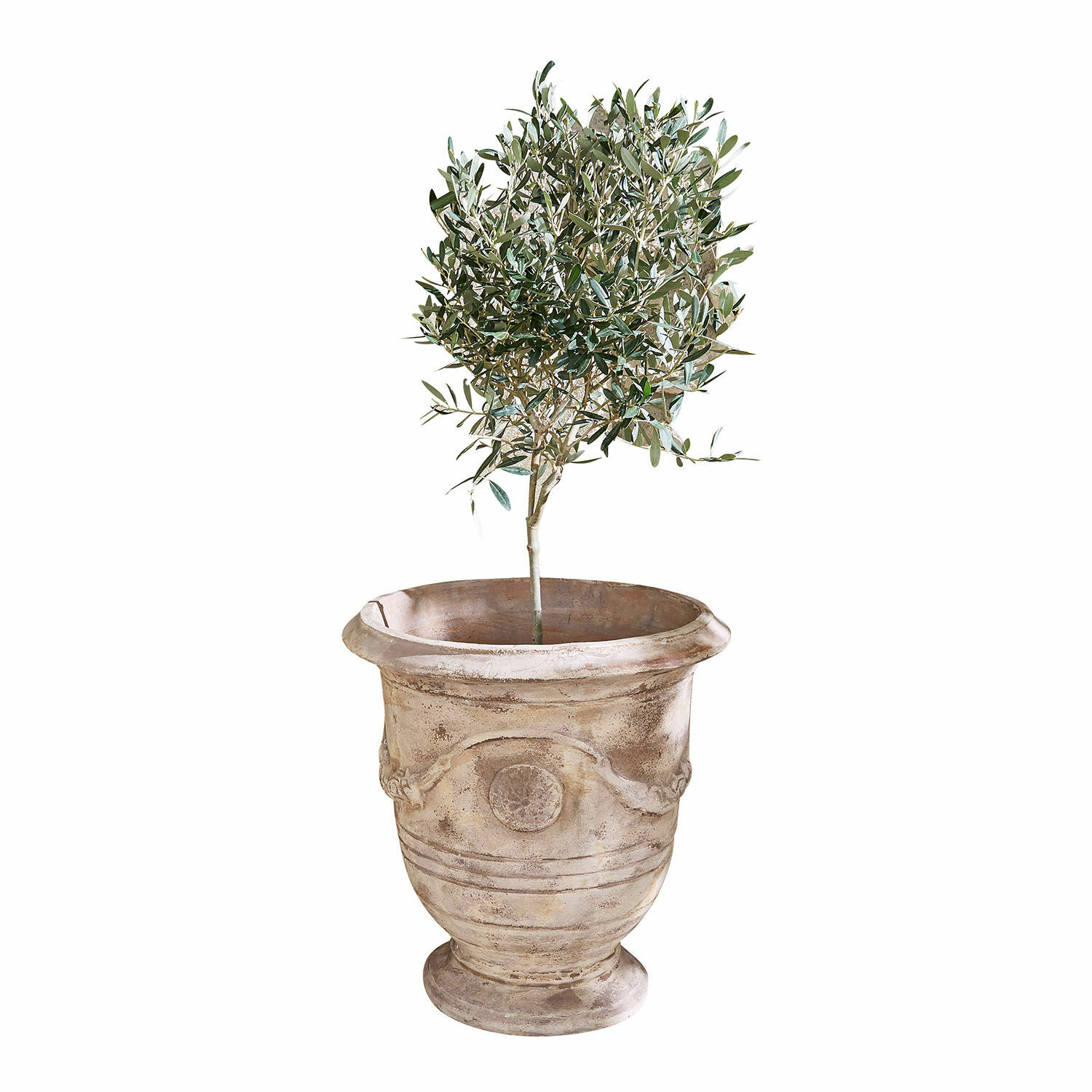 Übertopf Garwood Blumentopf aus Terrakotta in Beige mit grüner Pflanze, dekorativ für Innen- und Aussenbereich
