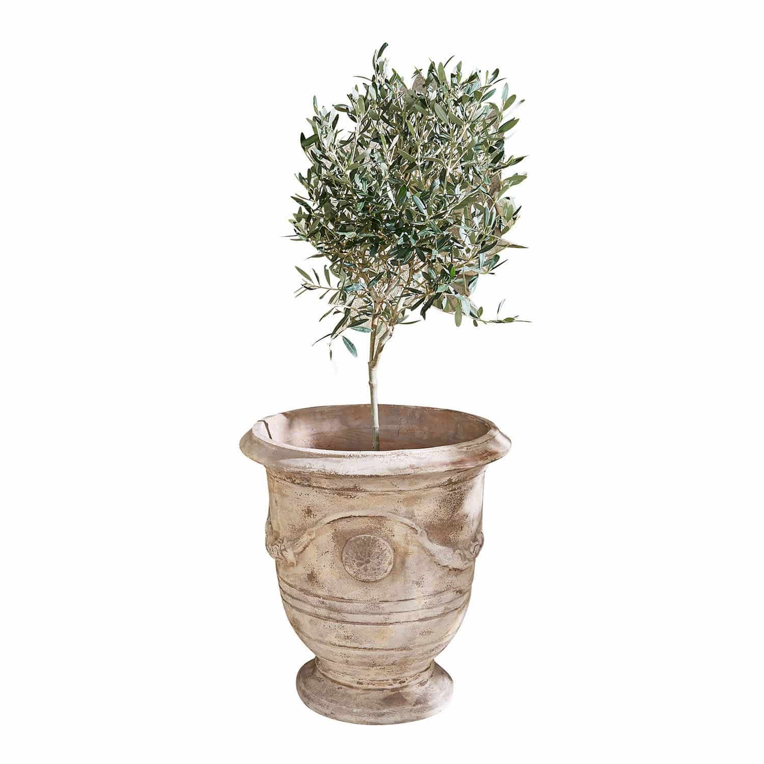 Übertopf Garwood Blumentopf aus Terrakotta in Beige mit grüner Pflanze, dekorativ für Innen- und Aussenbereich