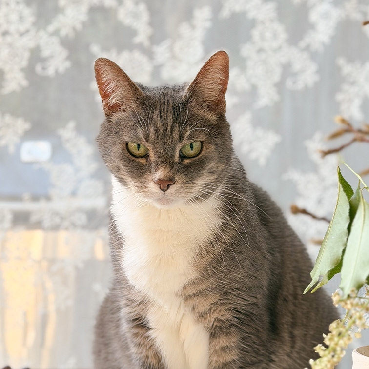 Grau-weisse Katze mit grünen Augen vor gemustertem Vorhang in hellem Raum