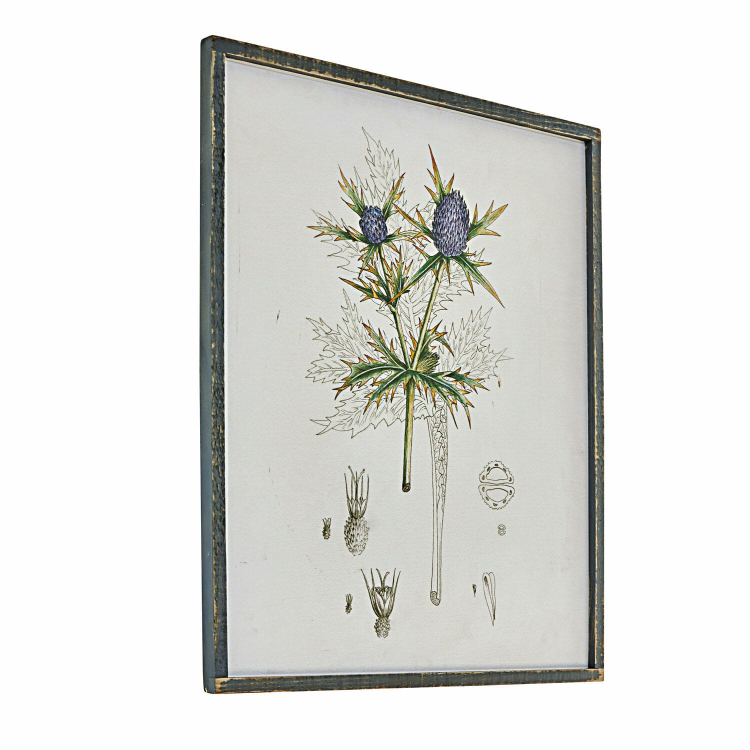 Botanische Illustration einer Pflanze mit violetten Blüten in einem antik wirkenden Holzrahmen