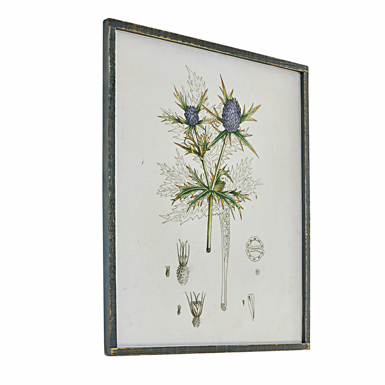 Bild Épine Botanische Illustration einer Pflanze mit violetten Blüten in einem antik wirkenden Holzrahmen