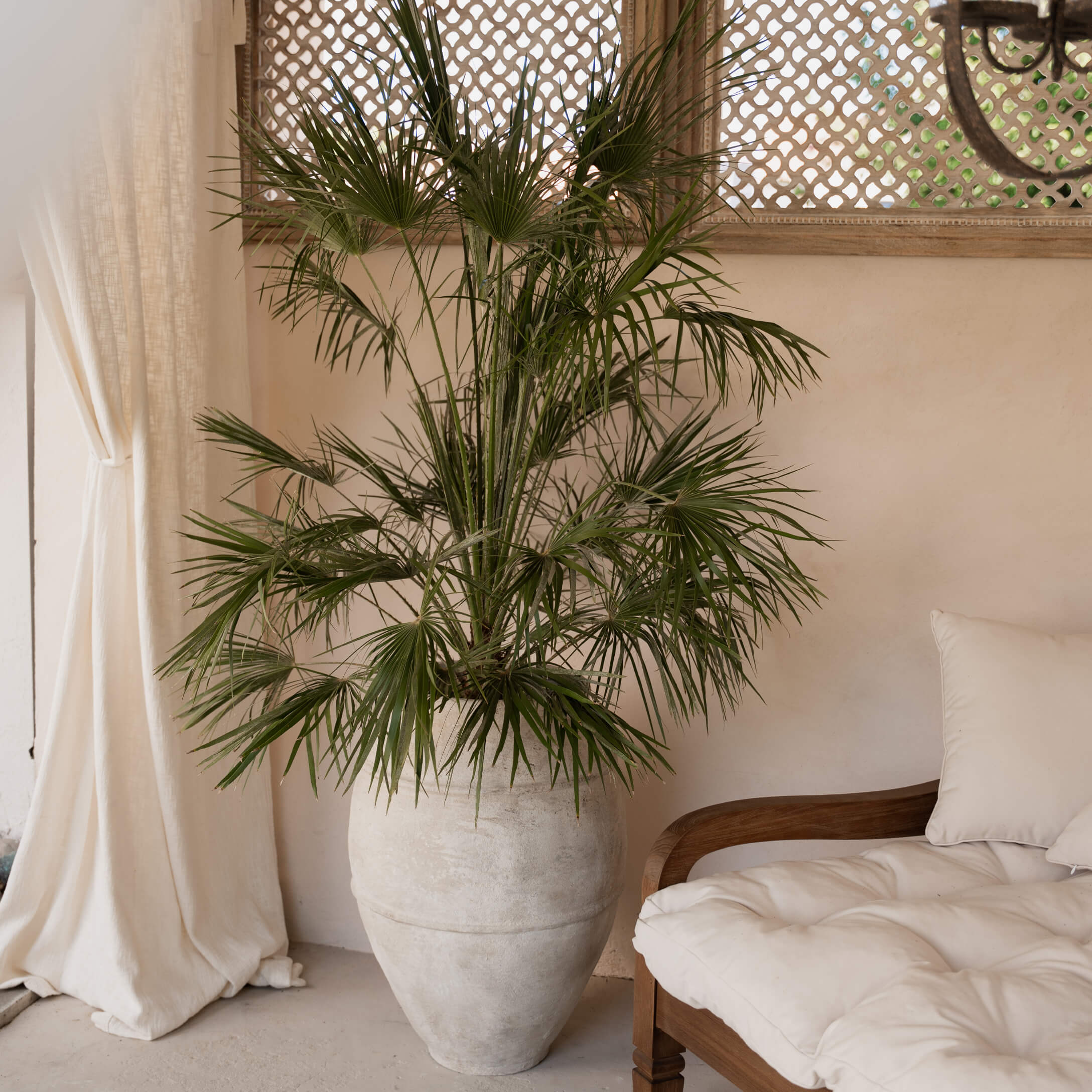 Grosser heller Steintopf mit grüner Palme im gemütlichen Wohnzimmer mit Holzsofa