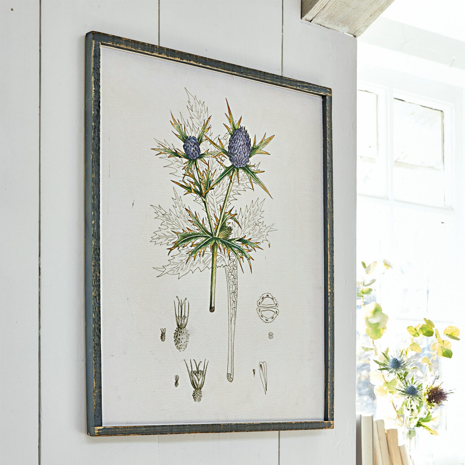 Bild Épine Botanische Illustration einer Distel in schwarzem Rahmen an weisser Wand, Wanddekoration