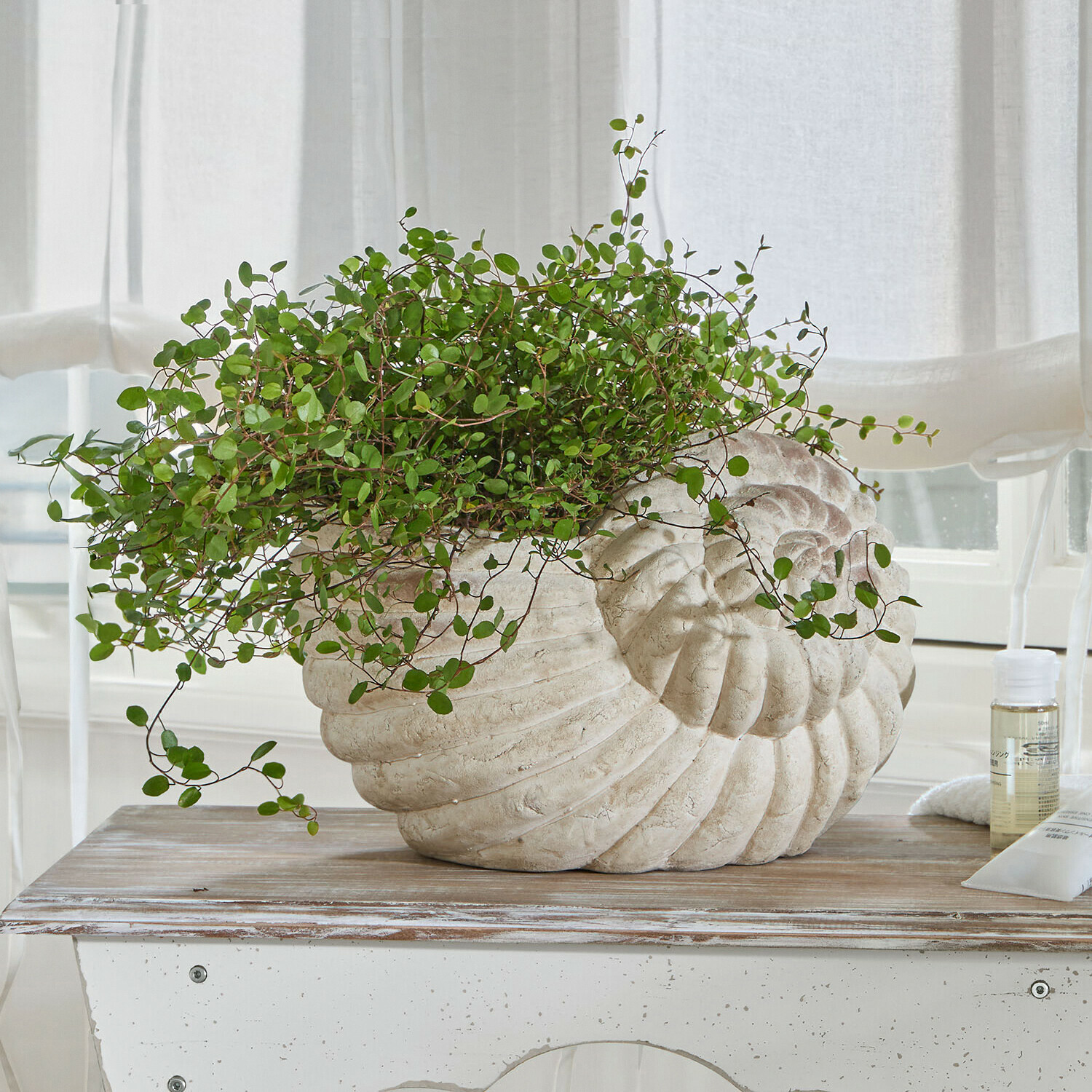 Blumentopf in Muschelform aus hellem Stein mit grüner Pflanze auf Holztisch in hellem Raum