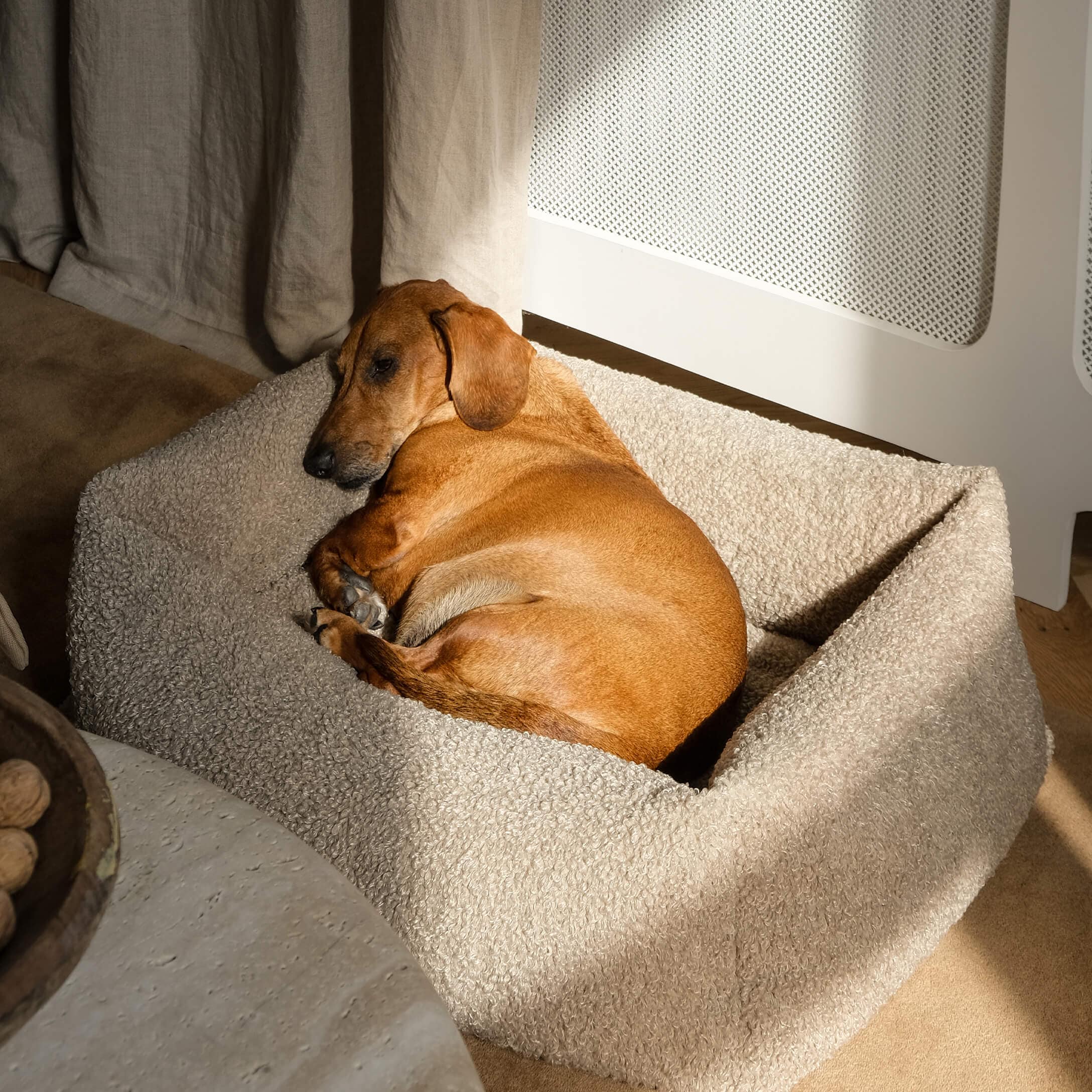 Brauner Hund liegt auf weichem, beigem Plüsch-Hundebett in gemütlichem Raum