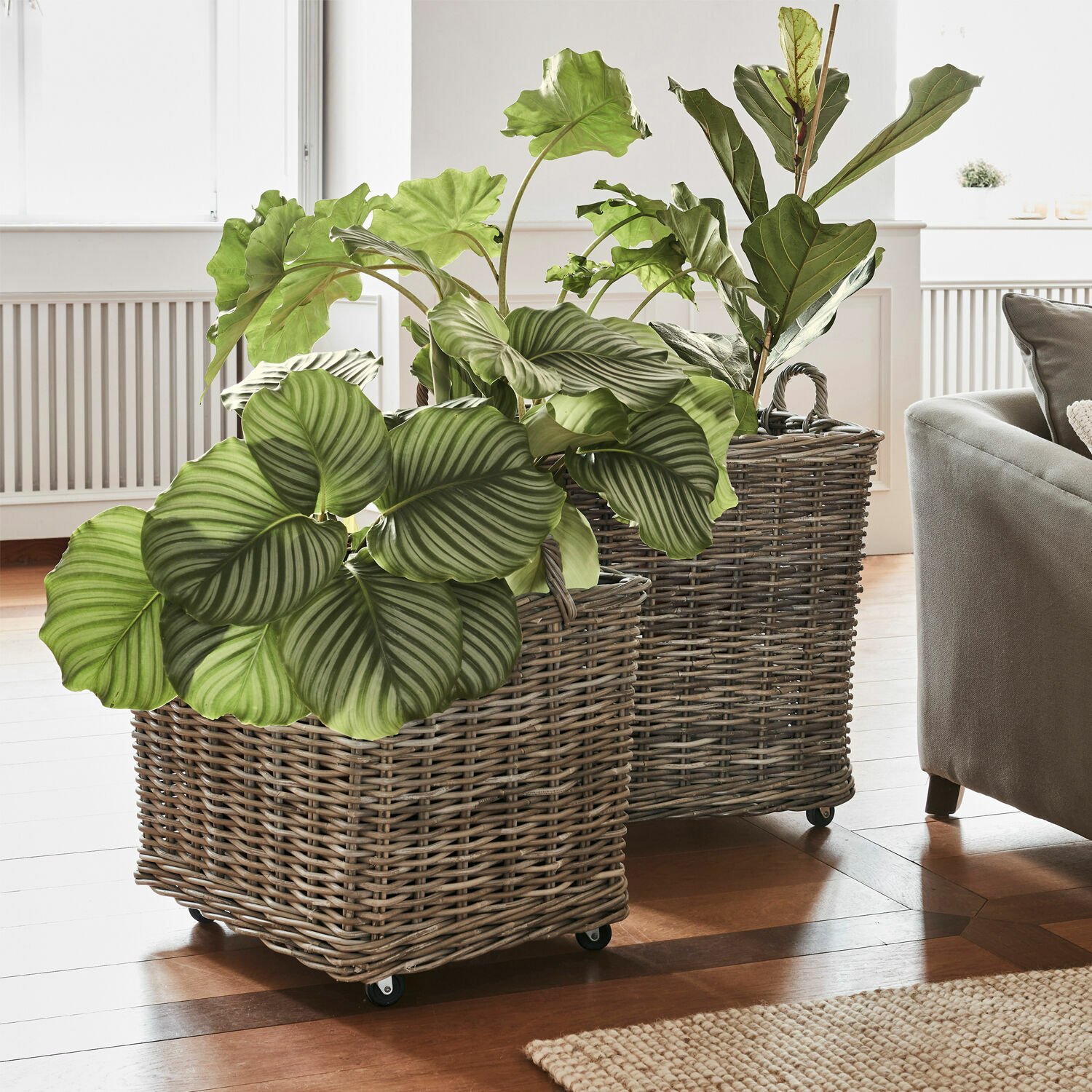 Pflanzkorb 2er Set Gialousa Zwei graue Rattan-Pflanzkörbe auf Rollen mit grünen Pflanzen im hellen Wohnzimmer mit Parkettboden