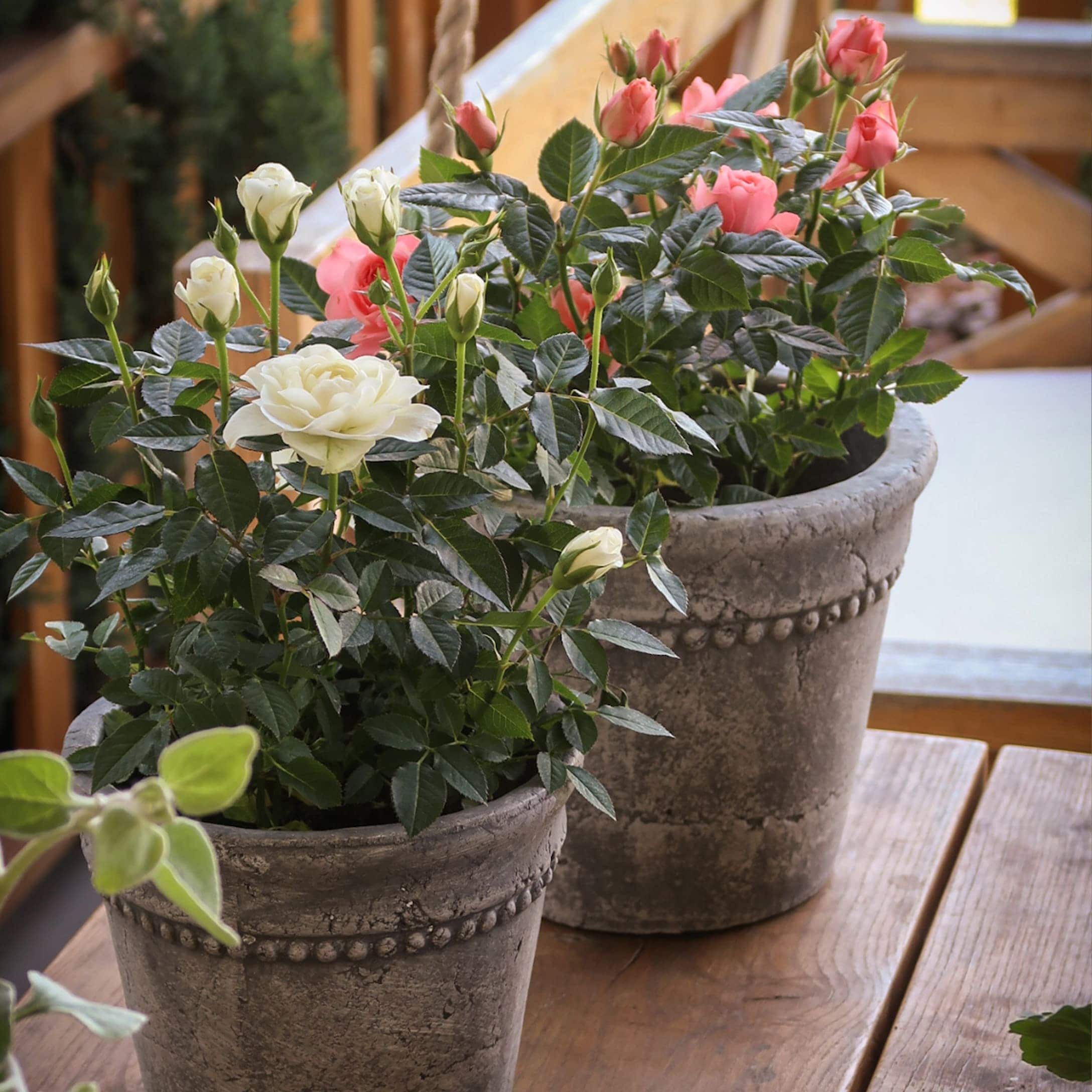 Grau Steintöpfe mit weissen und rosa Rosen auf rustikalem Holztisch arrangiert