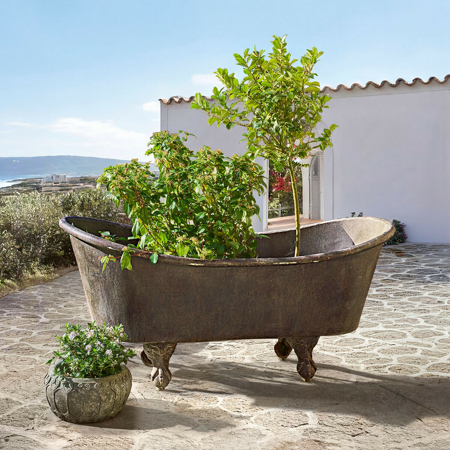 Alte gusseiserne Badewanne mit Löwenfüßen als Pflanzgefäß mit grünen Pflanzen auf Terrasse