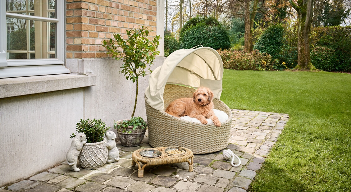 Beiger Rattan-Strandkorb mit Kissen und Hund auf der Terrasse im Garten