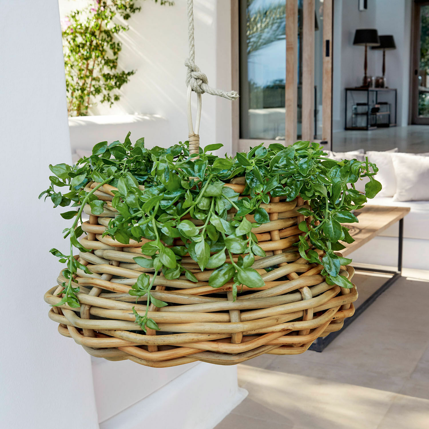 Hängekorb Villaz Hängender Korb aus natürlichem Rattan mit grünen Pflanzen zur Wohn- und Gartendekoration.