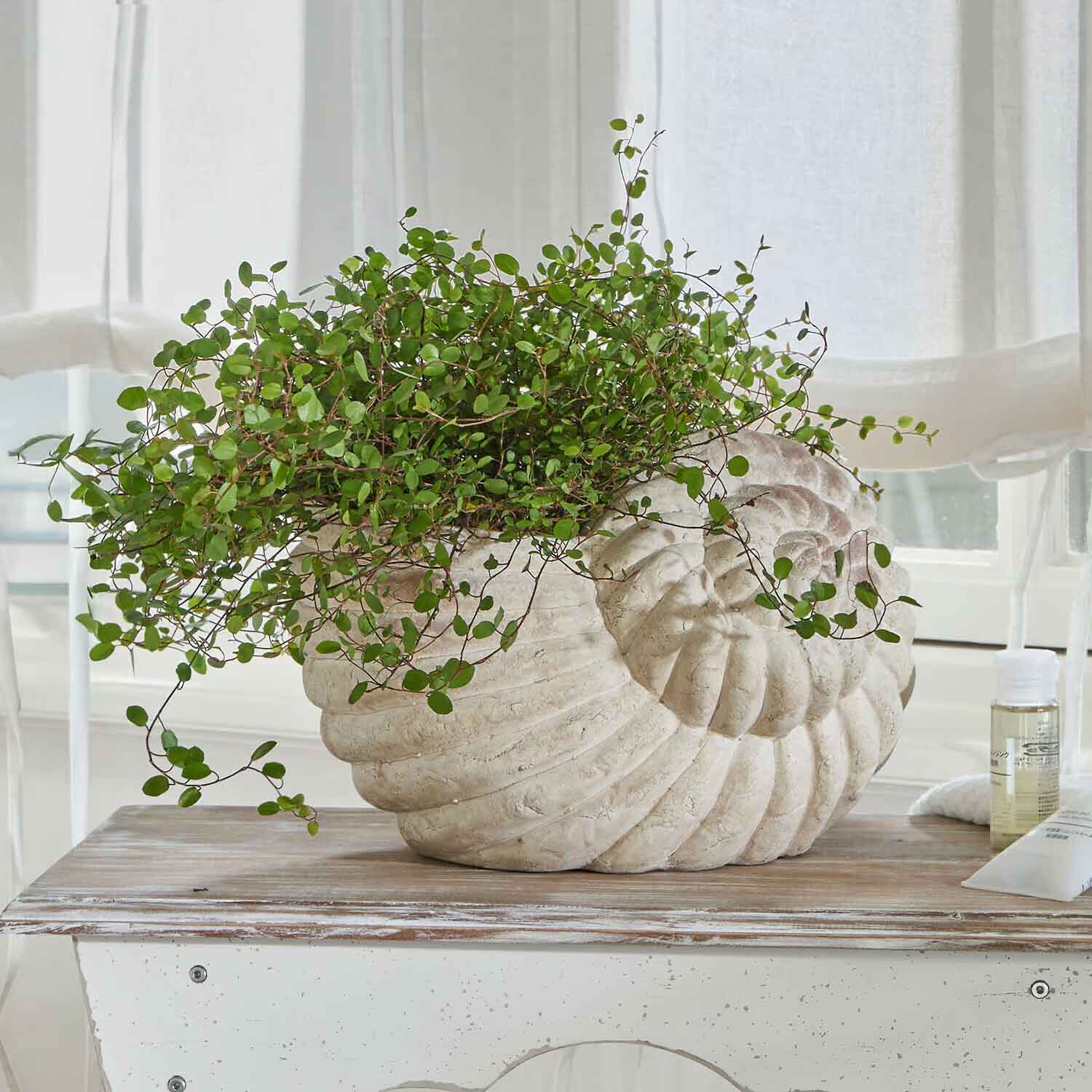 Dekorativer Muschel-Blumentopf aus Stein mit grüner Pflanze auf hellem Holztisch
